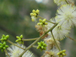 Acacia terminalis buds 