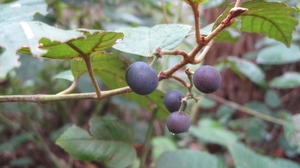 Cissus antarctica ripe fruit