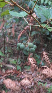 Cissus antarctica green fruit