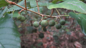 Cissus antarctica fruit