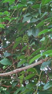 Cissus sterculiifolia leaves and fruit