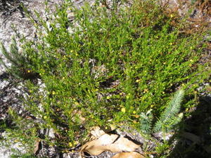 Acacia baueri plant shape