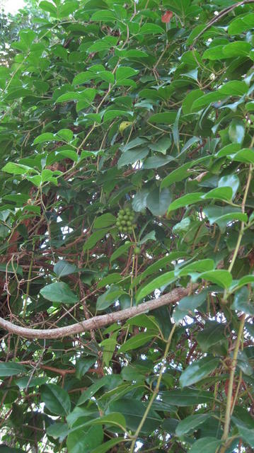 Cissus sterculiifolia plant shape