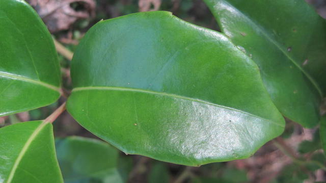 Cissus sterculiifolia leaf