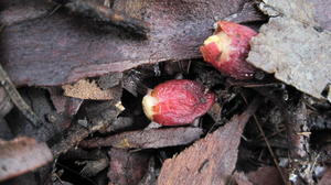 Muellerina eucalyptoides ripe fruit