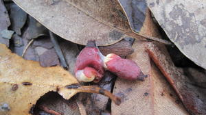 Muellerina eucalyptoides sticky exudate from fruit