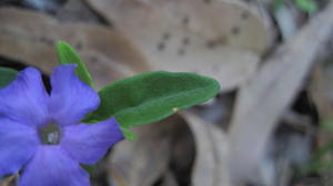 Brunoniella pumilio leaf