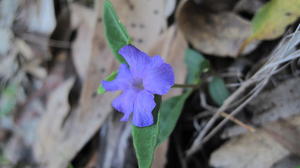 Brunoniella pumilio plant shape