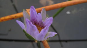 Nymphaea gigantea flower