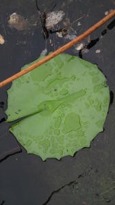 Nymphaea gigantea leaf