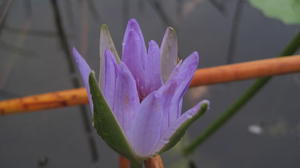 Nymphaea gigantea flower