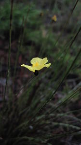 Xyris operculata flower