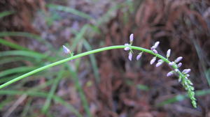 Desmodium brachypodum flower spike