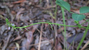 Desmodium brachypodum flower spike