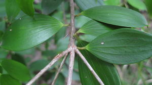 Trochocarpa laurina (13).JPG