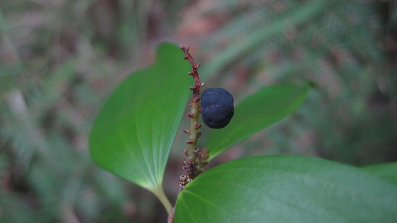 Trochocarpa laurina (17).JPG