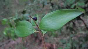 Trochocarpa laurina (19).JPG