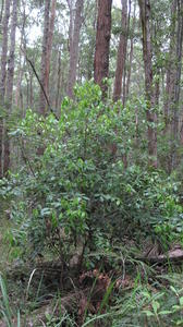 Trochocarpa laurina (3).JPG