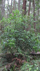 Trochocarpa laurina (4).JPG