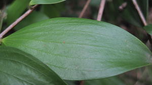 Trochocarpa laurina (5).JPG