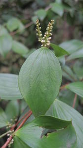 Trochocarpa laurina (8).JPG