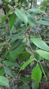 Trochocarpa laurina flowers and buds