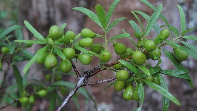 Maytenus silvestris fruit