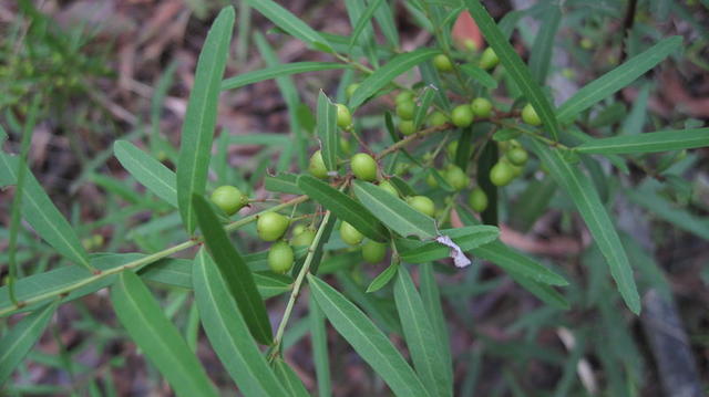 Maytenus silvestris fruit