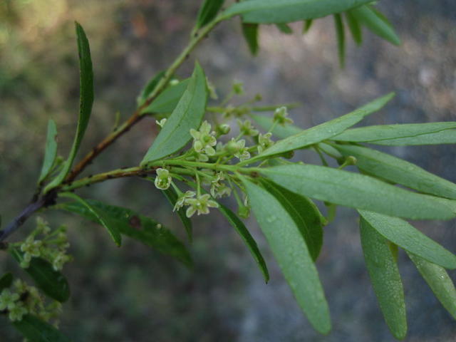 Maytenus silvestris paler underside of leaf