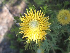 Yellow or orange flowers