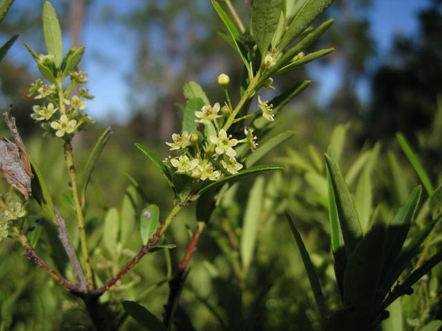 Maytenus silvestris flowers