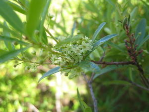 Maytenus silvestris flowers