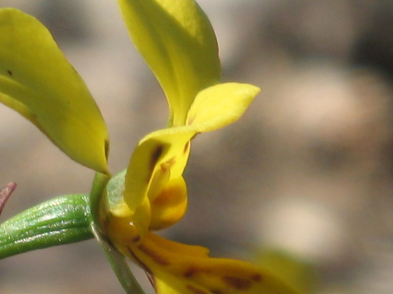 Diuris aurea 