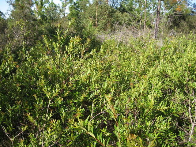 Maytenus silvestris group of plants