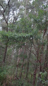 Breynia oblongifolia plant shape