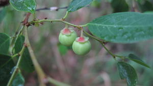 Breynia oblongifolia fruit