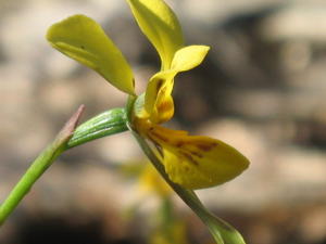 Diuris aurea 