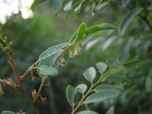 Breynia oblongifolia flowers flowers