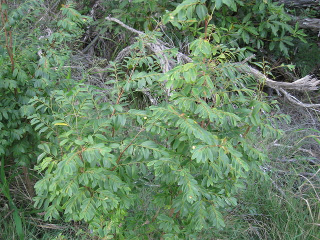 Breynia oblongifolia plant shape