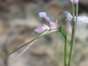 Diuris punctata 