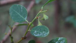 Breynia oblongifolia flower