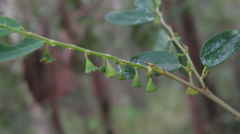 Breynia oblongifolia immature fruit