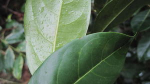 Glochidion ferdinandi paler underside of leaf