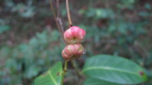 Glochidion ferdinandi fruit