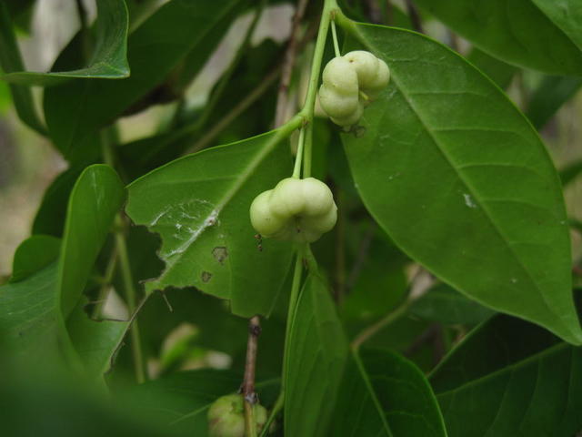 Glochidon ferdinandi fruit