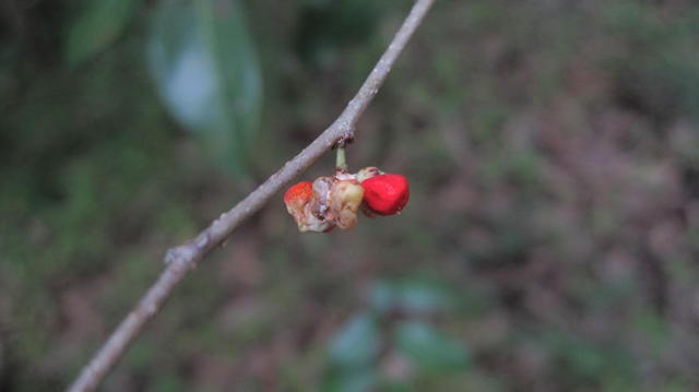 Glochidion ferdinandi seeds inside fruit