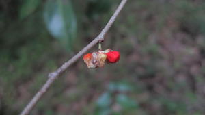 Glochidion ferdinandi seeds inside fruit
