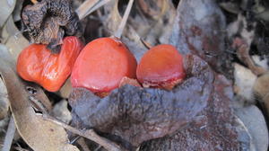 Macrozamia spiralis seeds