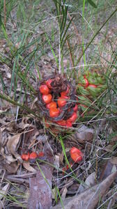 Macrozamia spiralis cones and seeds