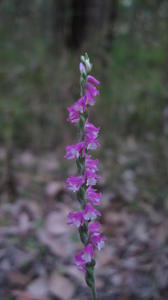 Spiranthes sinensis spike